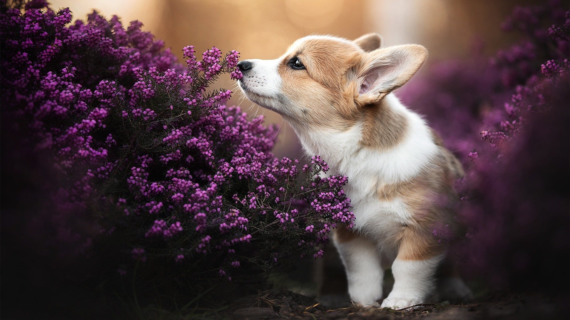 _户外露营跑：体验大自然的运动盛会_，户外露营活动策划方案