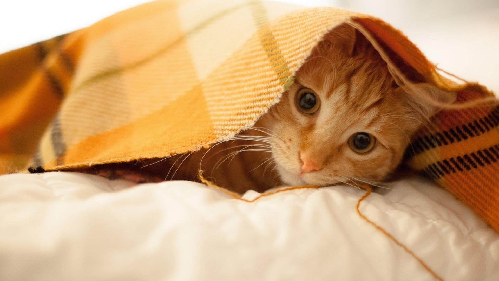 _春季花海：在花园中举行的浪漫赛事_，花海集锦