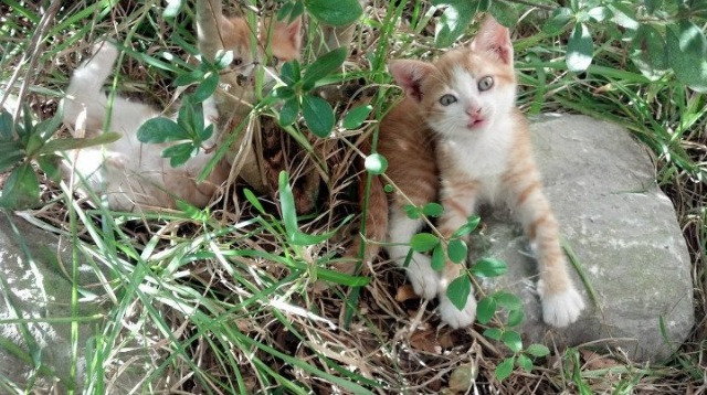 “跑圈铁人”挑战100天百马，惊艳朋友圈，跑100圈视频