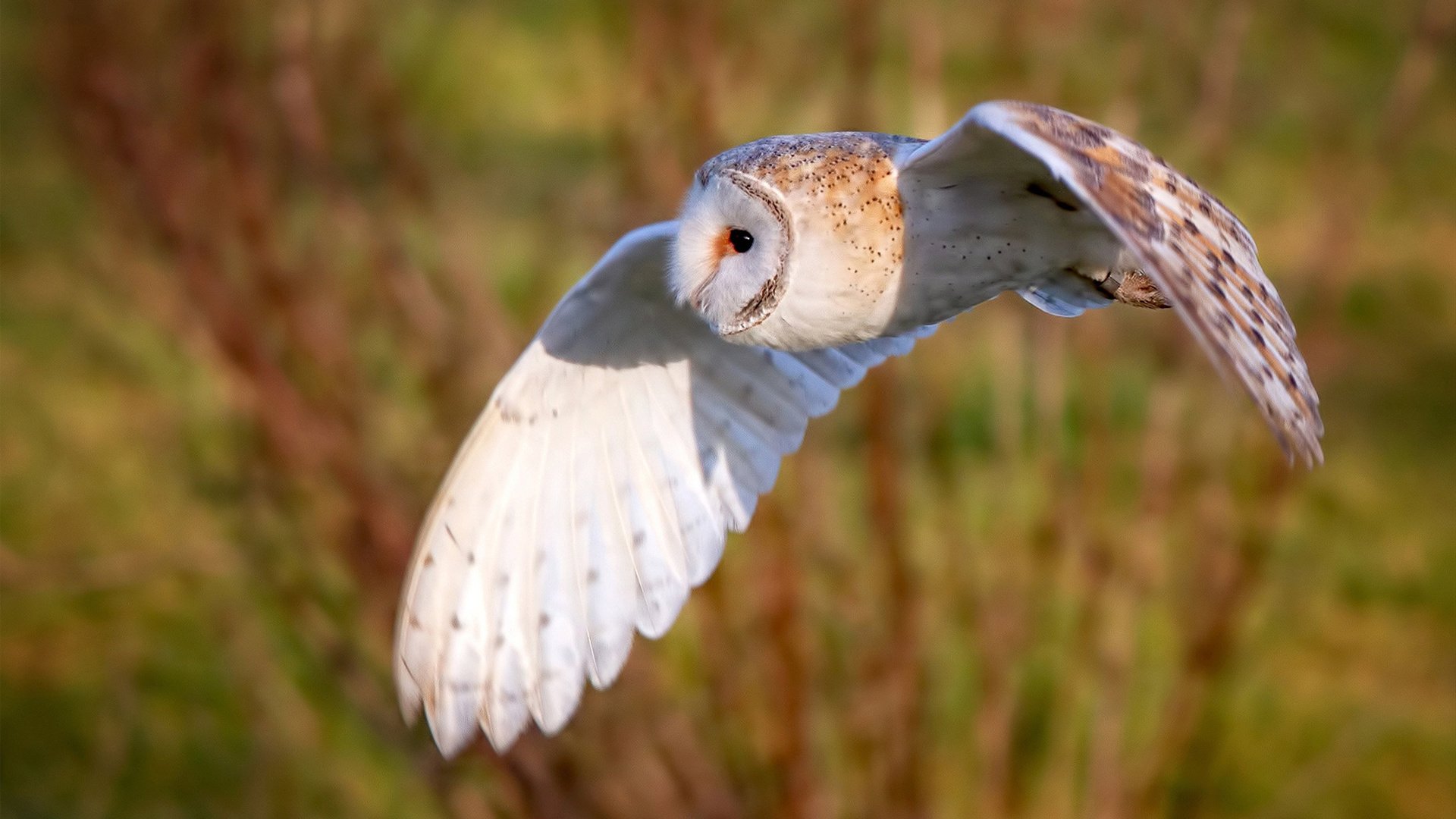 开云网页版-以科技助力中国篮球发展，探索智慧体育新时代，以科技助力中国篮球发展,探索智慧体育新时代