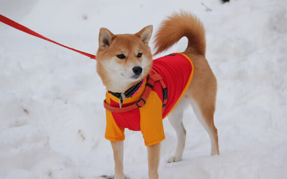 塞内加尔男足小组赛全胜，强势晋级淘汰赛，塞内加尔国足
