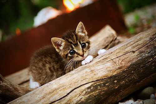 欧冠助攻王盘点:那些完美传球的瞬间,欧冠助攻数排行榜