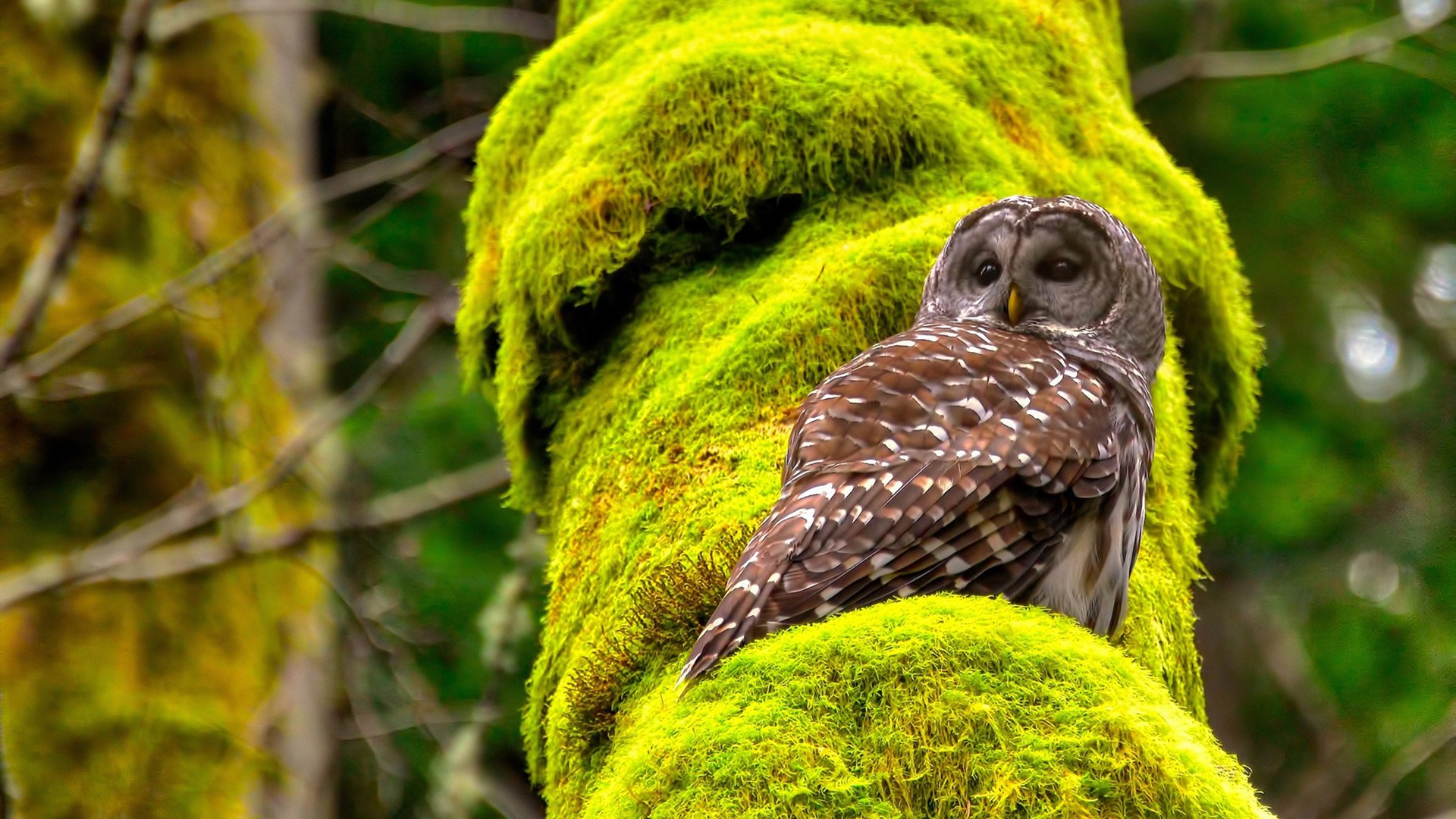 开云体育平台APP-斯洛伐克国家队实力强劲，欧国联对手不堪一击，斯洛伐克国家队实力强劲,欧国联对手不堪一击