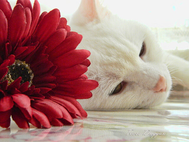 曼联与南安普顿进行决战，谁能胜出？，曼联南安普顿全场录像