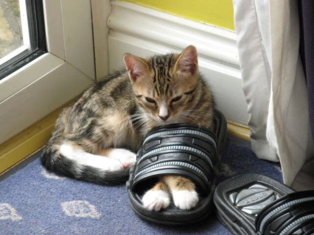 Chinese Taipei团队未来:竞技水平提升与国际化战略,chinese national team