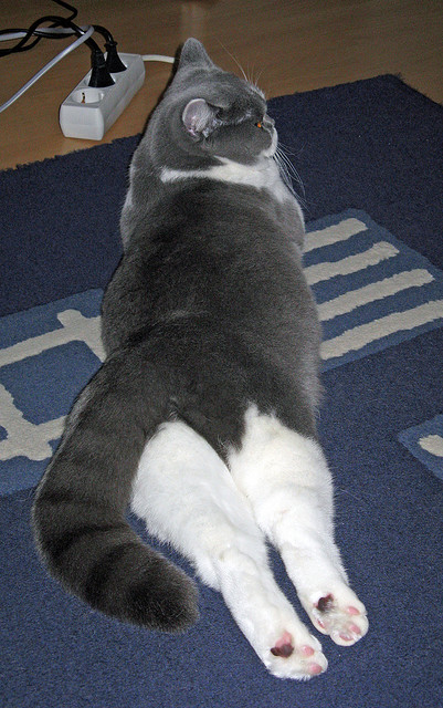 世界杯中国女足战平 球迷分析技战术,中国女足世界杯阵容